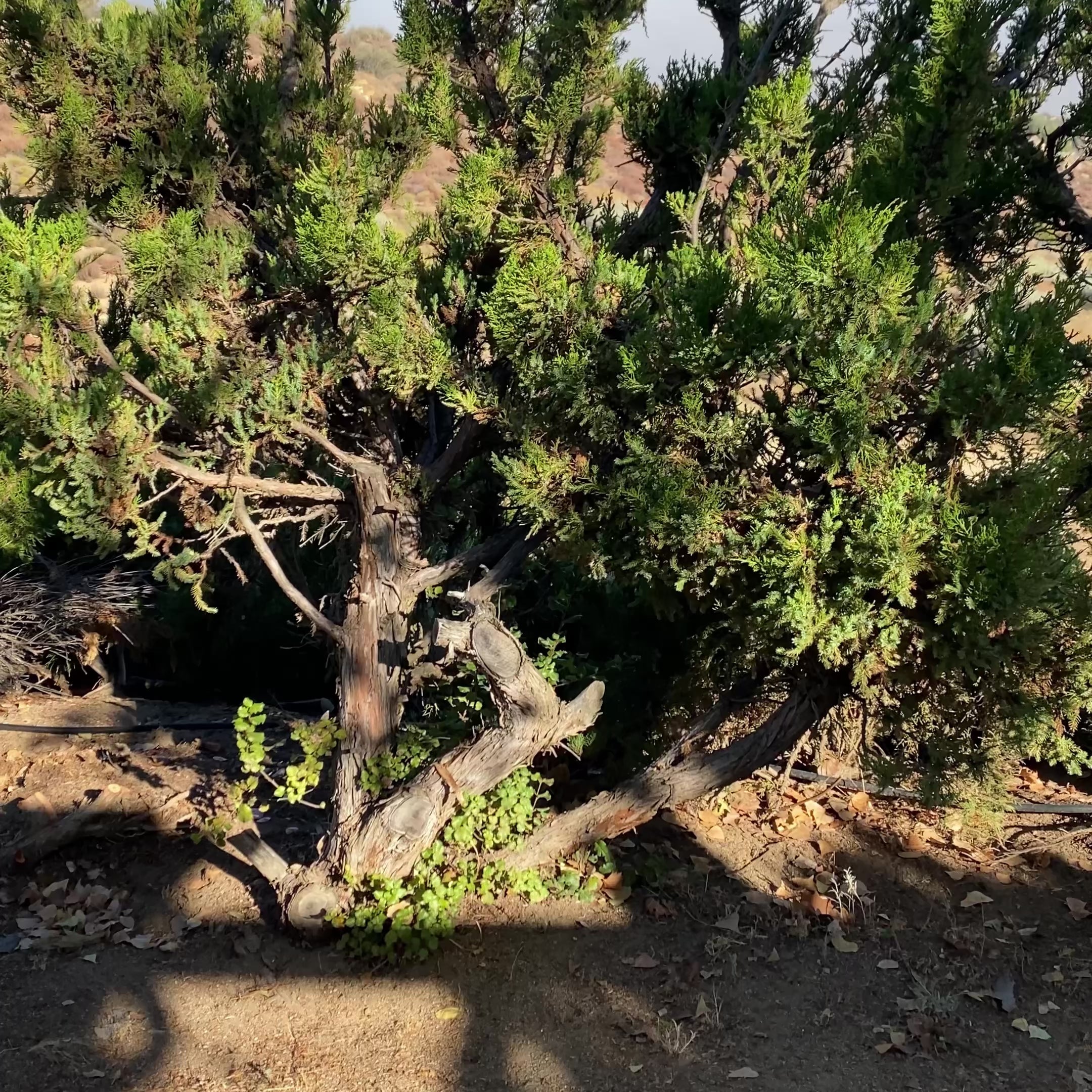 Load video: Tote Bags - Sublimated Full Color